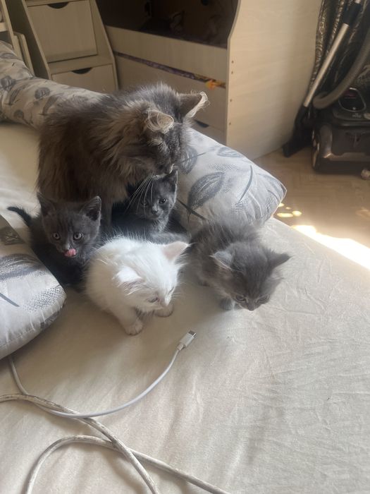 Отдам котят в хорошие руки!