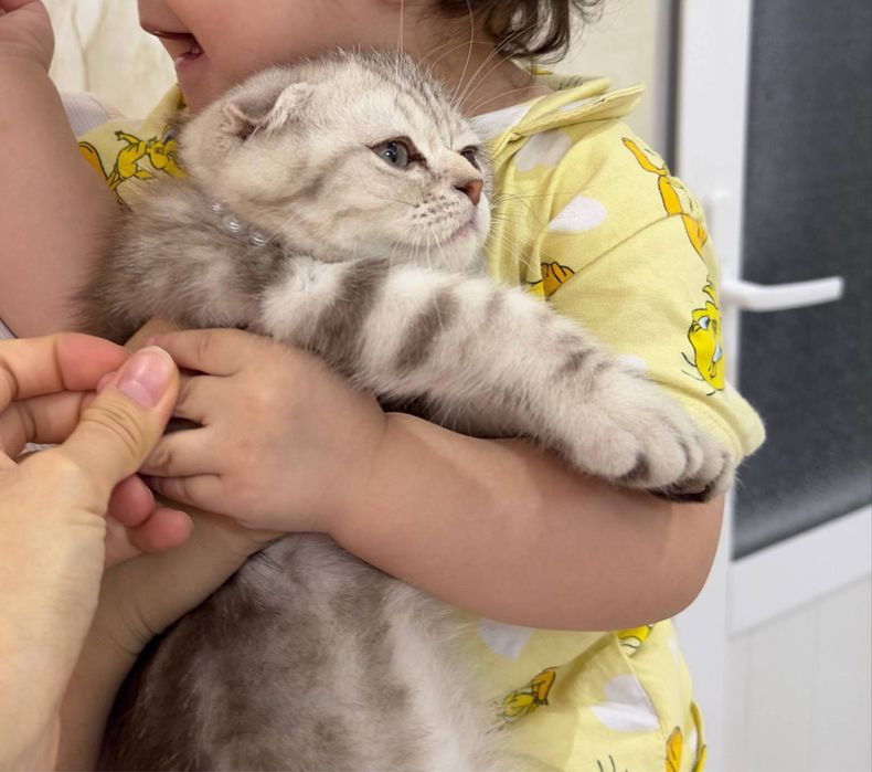 Scottish Fold toza qonli soglom