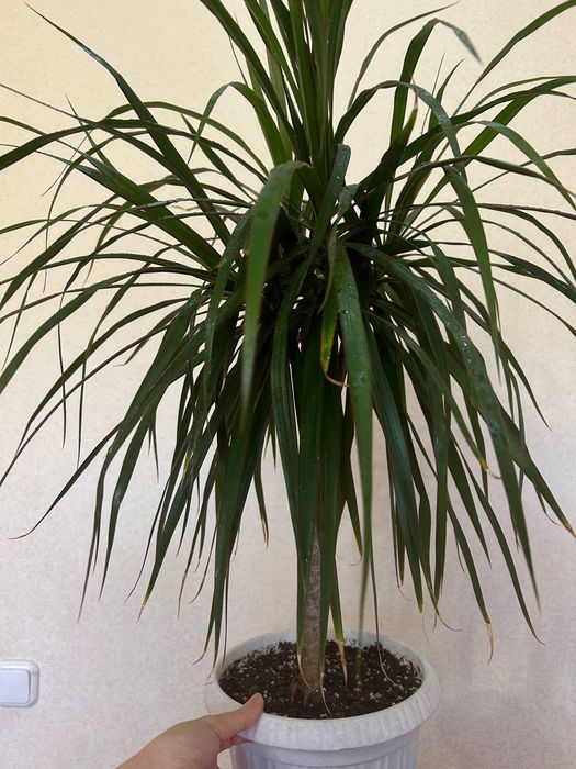 Продаю  драцену,