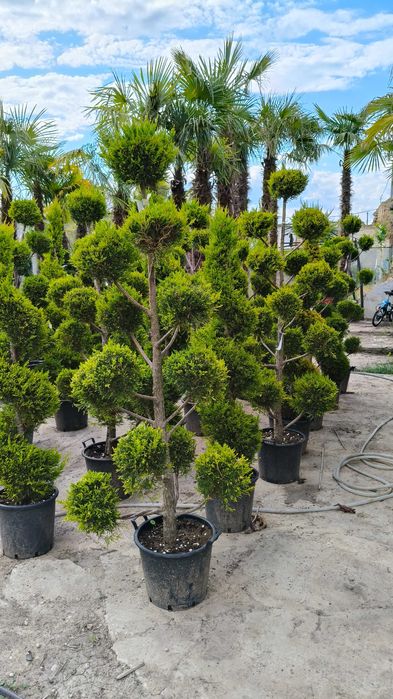 Spirala Pom Pon forme leylandi la ghiveci diverse culori livrare rapid