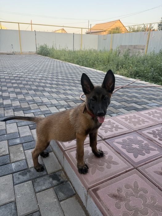 Продается щенок Малинуа