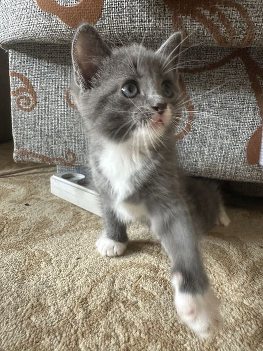 Котята Британцы бесплатно