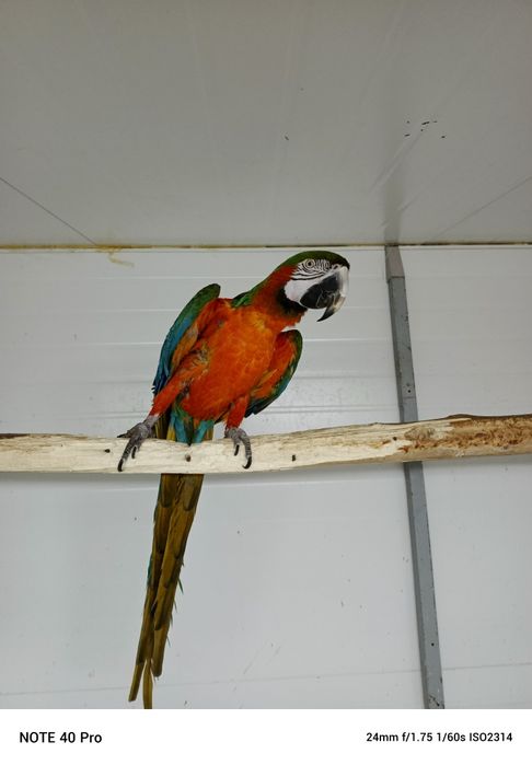 Продам ручного ару