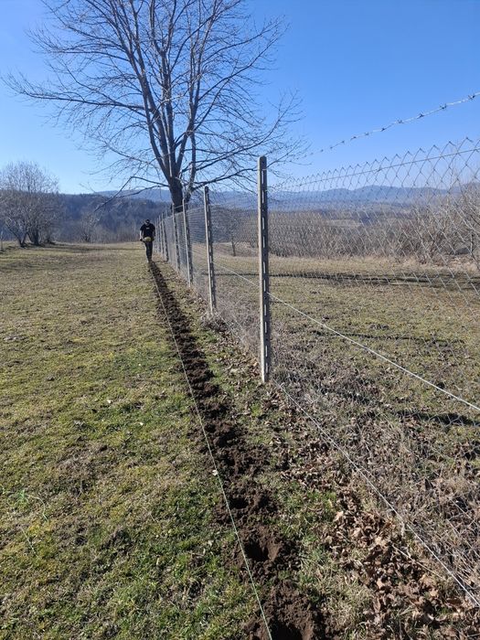 Puieti de brad si Molid