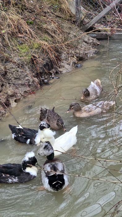 Oua de încurcat de la rațe moțate
