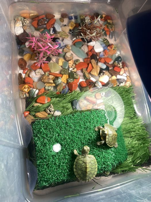 Продам черепах красноухие