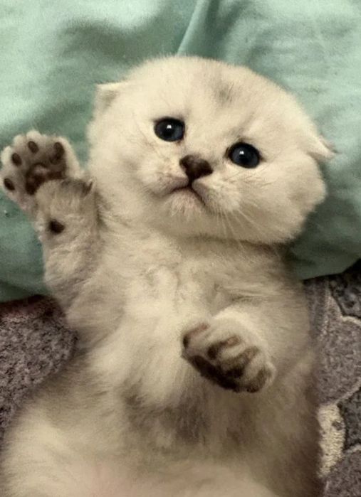 Серебристые шиншиллы