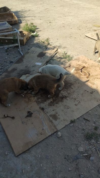 Отдам в добрые руки