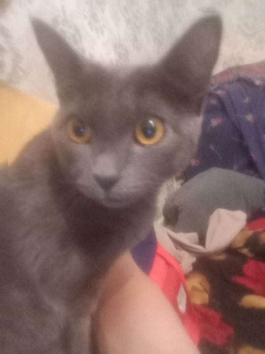 Мысық тегін бесплатно