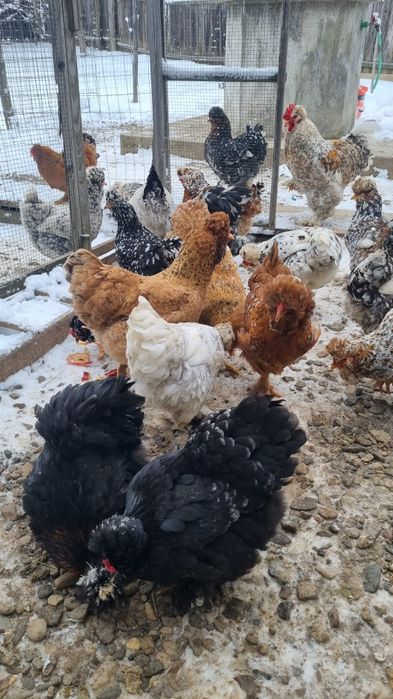 oua disponibile de moțate barboase încălțate