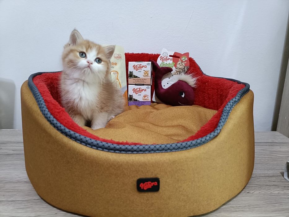 British shorthair golden cu pedigree