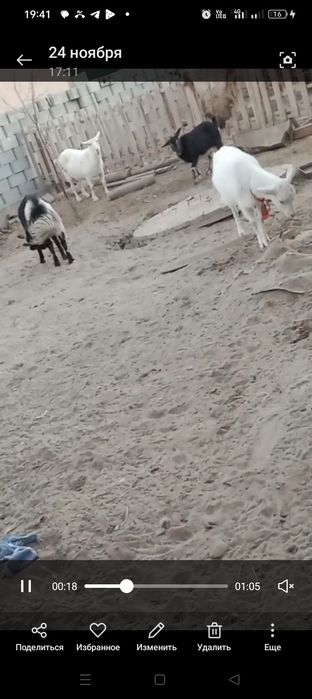 Занен алпи ешкилер