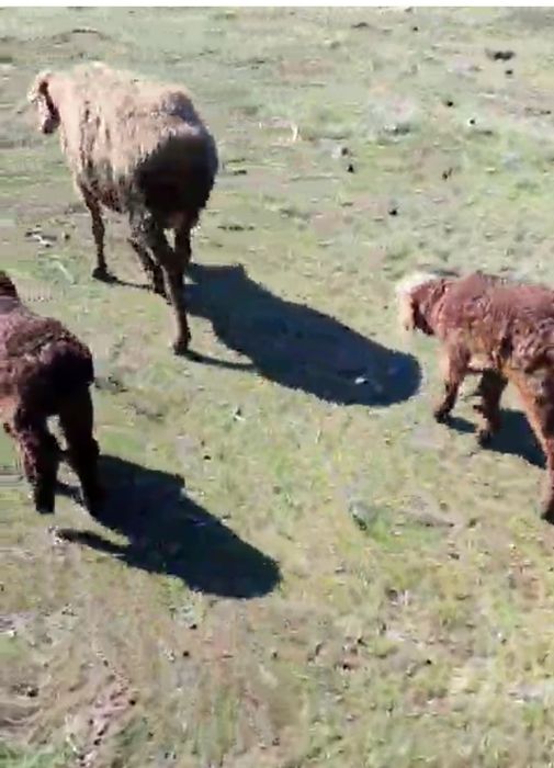 Егіз қозылы қой овца с двойняшками