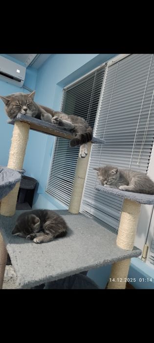 Британски късокосмести котенца