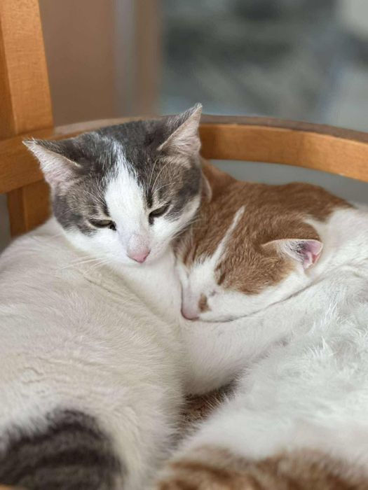 Коте-мечта  спешно търси дом