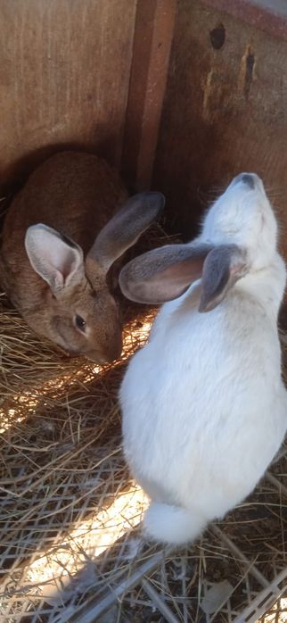 Кролики 4-5месячные