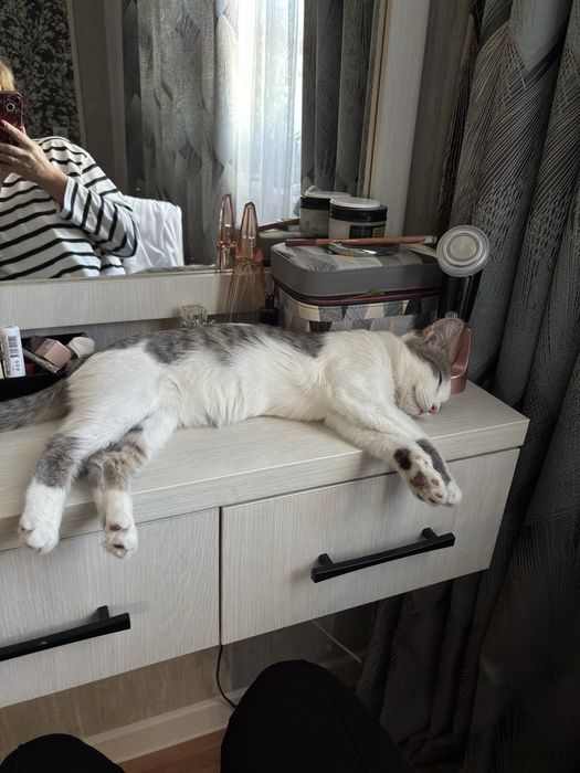 Ищу дом для кошечки