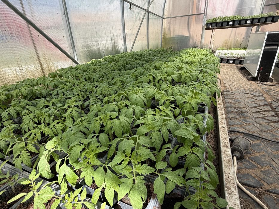 Разсад домати Нови Искър