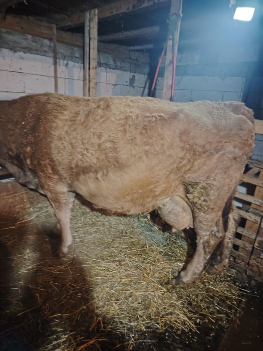 Vând vacă gestantă