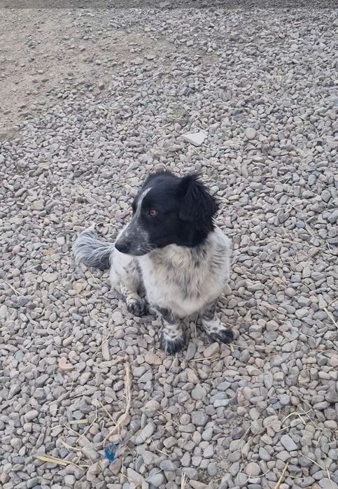 Чара ищет дом. Доставлю!