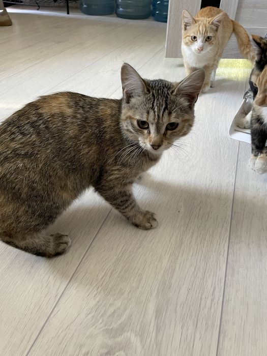 Отдам котят в добрые руки