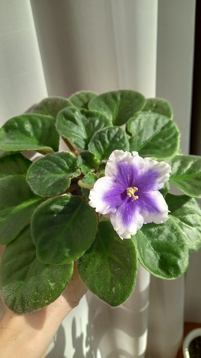 Фиалка сортовая  ЛЕКО-Танцы на Воде