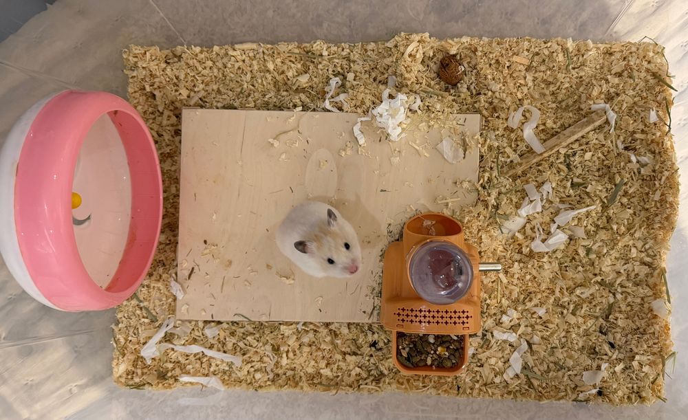 Ручные хомяки сирийские с или без клетки