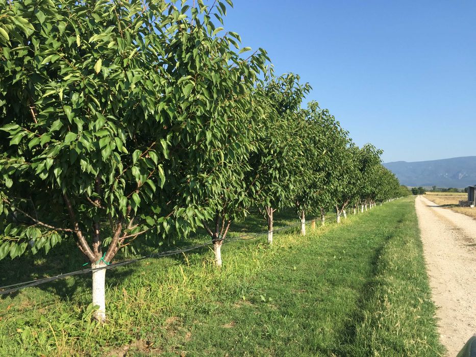 Продава се Земеделски имот в с. Ново село, Област Пловдив -  кв.м за 2010 €/дка - Снимка #1