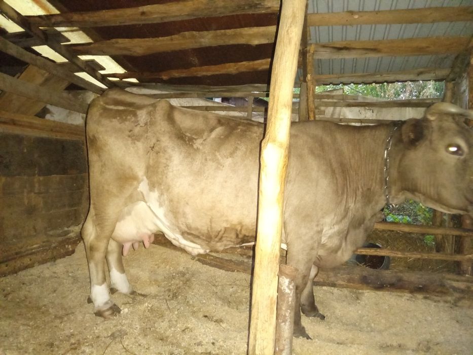 Продам корову ..