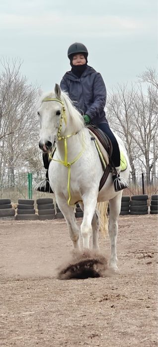 Кобыла орловской породы