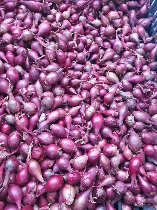 Vand arpagica super calitate