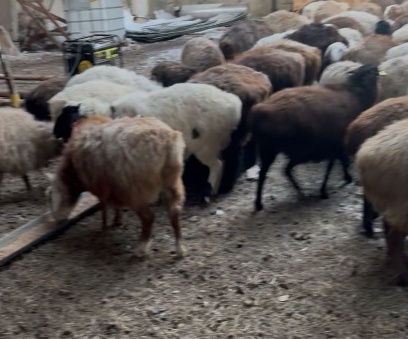 Овцы 17 голов, окот апрель-май