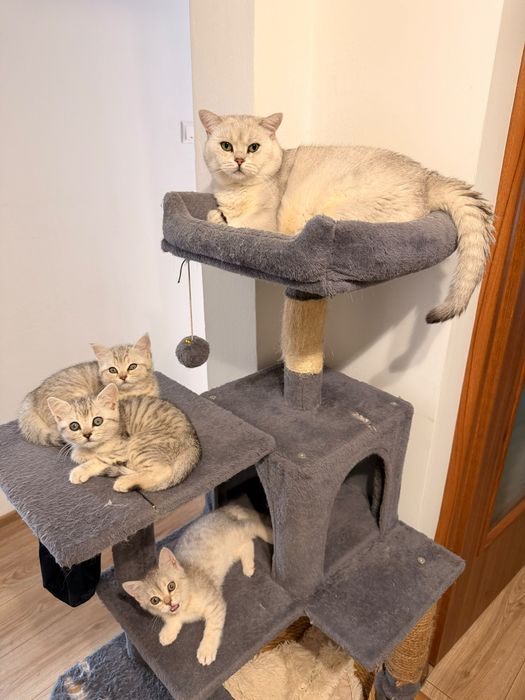 British shorthair Silver