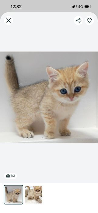 Котики и кошечки британские