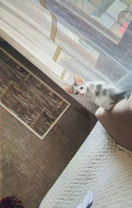 Отдам котенка бесплатно