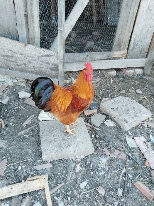 De vizare cocoși de rasă 250 bucata pentru mai multe detalii sunați la telefon 0754354090 nu răspunde la mesaj