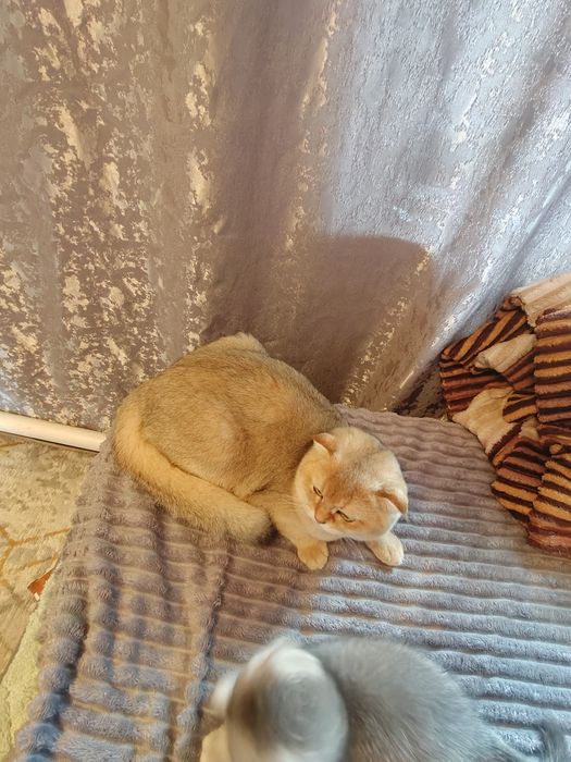 Шиншилла Шотландская