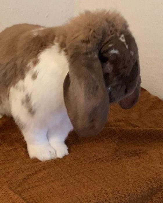 Iepure berbec german Si California