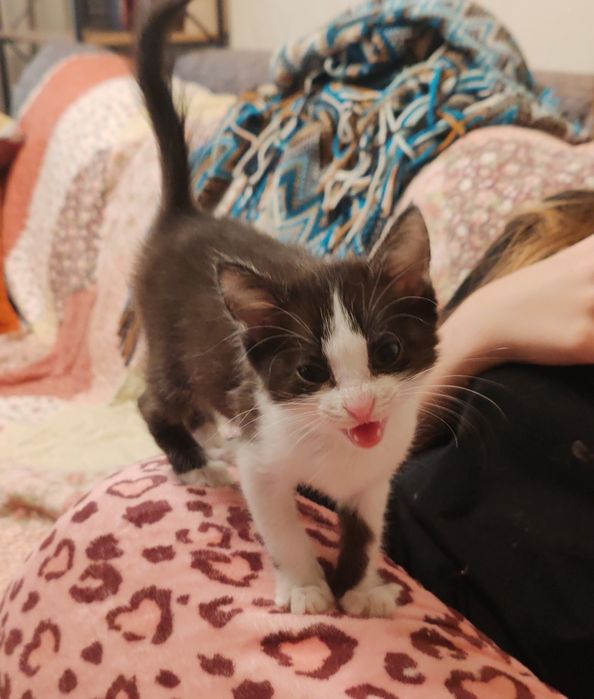 Котята 2 мес, мальчики и девочки