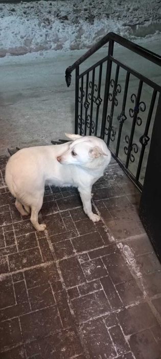 Чья собачка? Хозяин, забери!