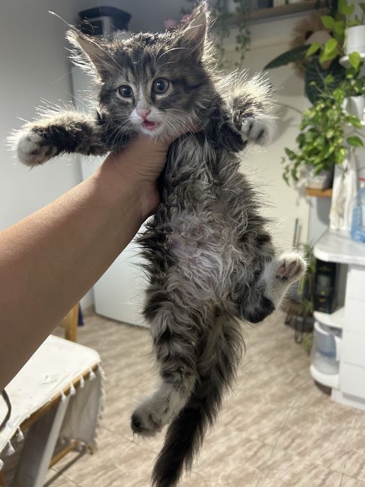 Котенок девочка