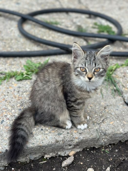 Отдам котенка , девочка, маленькая, игривая