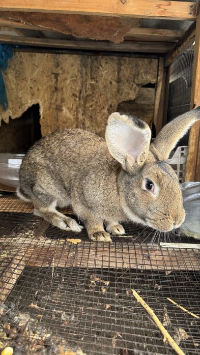 Продам Крола молодого Фландер