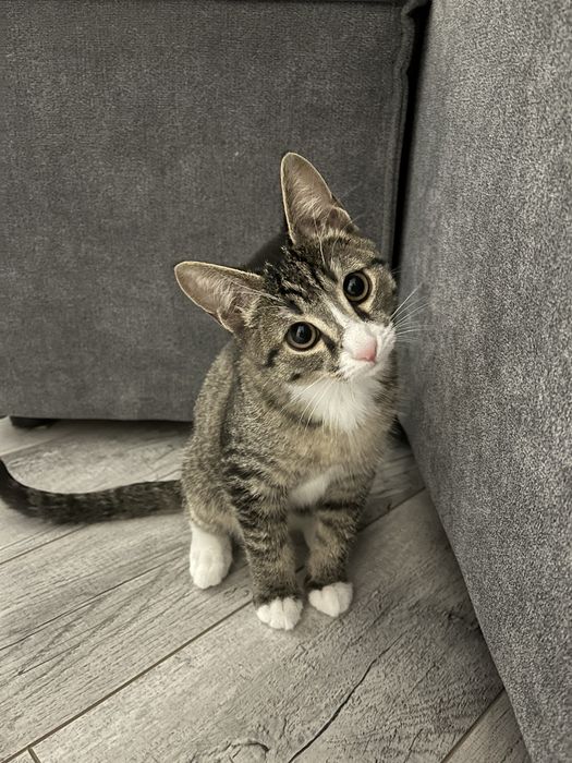 Отдам милого котенка в хорошую семью