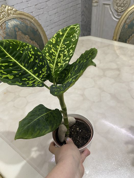 Диффинбахия сорт рефлектор