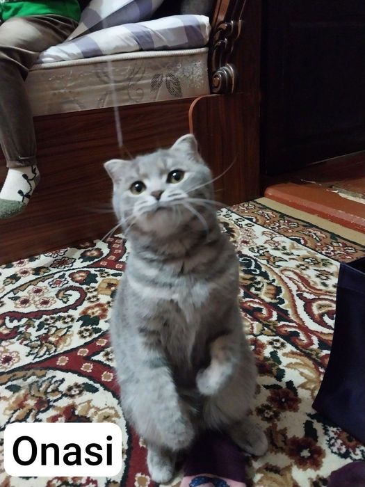 Scotish fold va straight mushukchalar arzon narxda. Toza zot