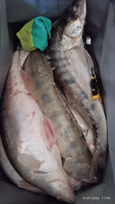 Продам рыбу судак