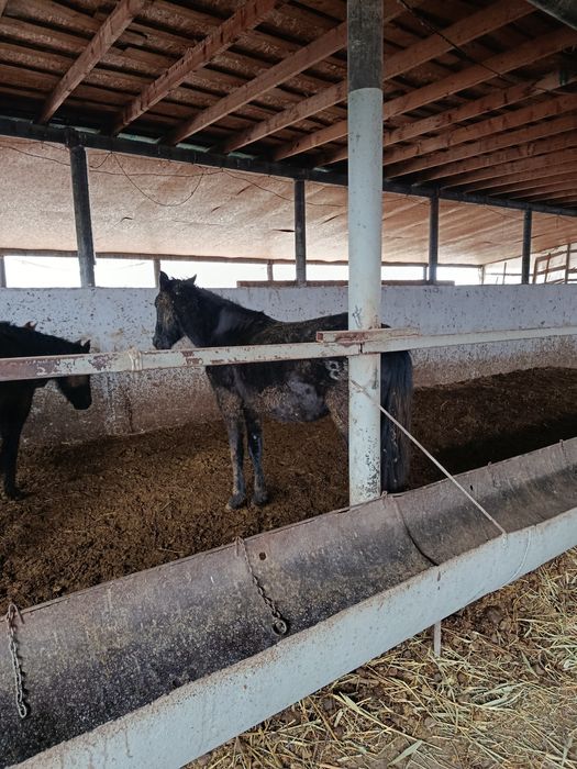 Буаз биелер сатамын. Бірінші тума