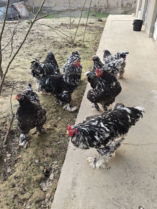 Продаётся мрамор брама 5 шт