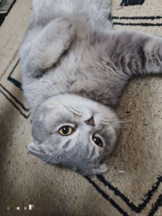 Viyaska, nasil olish uchun o'g'il mushuk